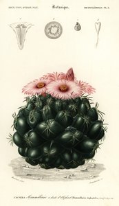 Bikubekaktus, Coryphantha elephantidens.,1849 (gravering) af Louis Joseph Edouard Maubert