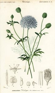 Blå blondeblomst, Trachymene coerulea. ,1849 (gravering)