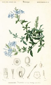 Kap blyurt, Plumbago auriculata, 1849 (gravering)