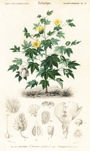Bomuldsplante, Gossypium barbadense., 1849 (gravering)