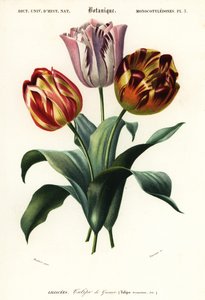 Havetulipan, Tulipa gesneriana., 1849 (gravering)