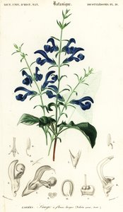 Ensiansalvie eller spredende salvie, Salvia patens., 1849 (gravering)