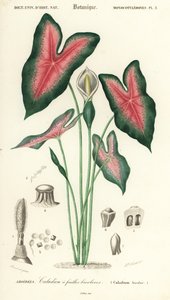 Jesu hjerte, Caladium bicolor. ,1849 (gravering)
