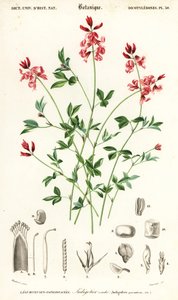 Indigo plante, Indigofera liggende. ,1849 (gravering)