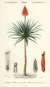 Krantz aloe, Aloe arborescens., 1849 (gravering) af Louis Joseph Edouard Maubert