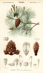 Maritim fyr eller klasefyr, Pinus pinaster., 1849 (gravering)