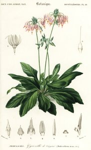 Stjerneskud eller østligt stjerneskud, Dodecatheon meadia. ,1849 (gravering) af Louis Joseph Edouard Maubert