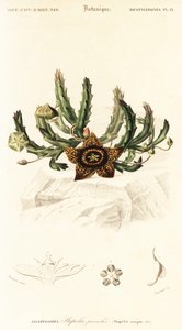 Stjerneblomst, Orbea variegata., 1849 (gravering) af Louis Joseph Edouard Maubert