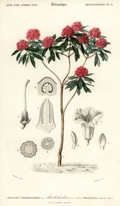 Træ rhododendron, Rhododendron arboreum. ,1849 (gravering)