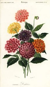 Varianter af havegeorginer, Dahlia pinnata, 1849 (gravering)