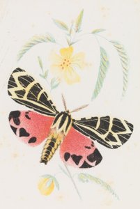 Arctia Jomfruen, 1862