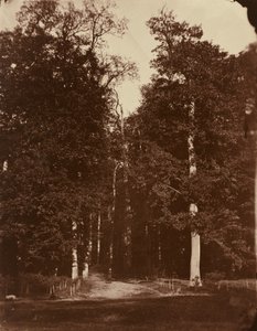 Skov ved Saint-Cloud