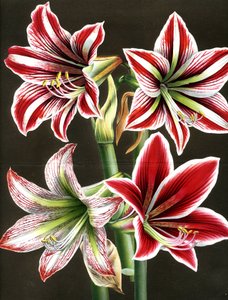 AMARYLLIS HIPPEASTRA (gravering) af Louis Van Houtte