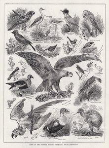 Fugle i Natural History Collection, South Kensington (gravering) af Louis Wain
