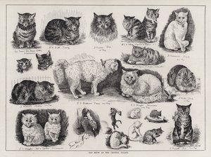 Katteudstilling i Crystal Palace (gravering) af Louis Wain