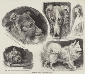 Hundeudstilling i Landbrugshallen af Louis Wain