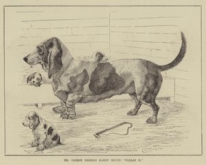 George Krehls Basset Hound Pallas II af Louis Wain