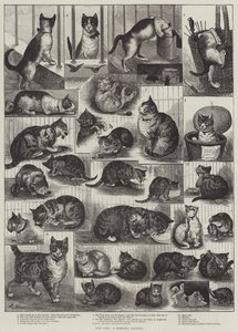 Vores katte, en hushistorie af Louis Wain