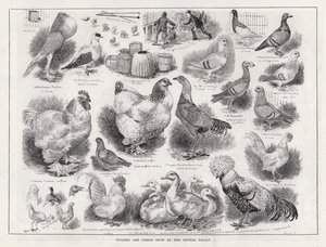Fjerkræ- og dueudstilling i Crystal Palace (gravering) af Louis Wain