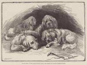 Kongelige hunde i Agricultural Hall, Prince of Wales