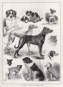 Kennel Club Show på Crystal Palace (gravering) af Louis Wain