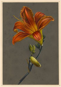 Hemerocallis (Daglilje), 1830 (kropsfarve på papir med en forberedt jord) af Louise DOrleans