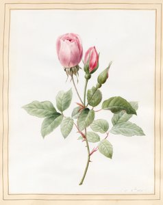 Pink Rose and Buds, 1826 (wc med noget kropsfarve på vellum)