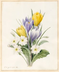 Hvide primulaer og tidlige hybride krokus, 1830 (wc med lidt bodycolour på pergament) af Louise DOrleans