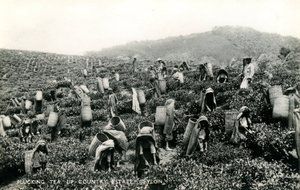 Plukke te, oplandsgods, Ceylon, ca. 1900-1930 (s/h-foto)