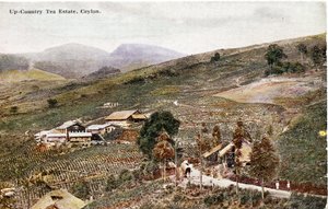 Up-Country Tea Estate, Ceylon, ca. 1900-20 (håndkoloreret fotografi)