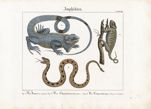 Leguan, kamæleon og klapperslange