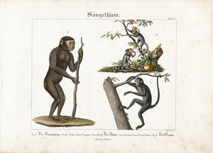 Primater: Orangutang, almindelig silkeabe og edderkoppeabe