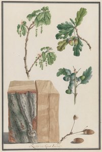 Studier af blomster, frugter og stamme af en engelsk eg Quercus robur, 1788. af Ludwig Pfleger