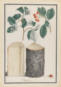 Studier af blade, blomster, frugter og stamme af en hvidbjælke Sorbus underslægt Aria, 1788. af Ludwig Pfleger