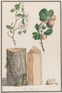 Studier af stammen, blomsterne og frugten af et vildt æbletræ Malus sylvestris, 1788. af Ludwig Pfleger