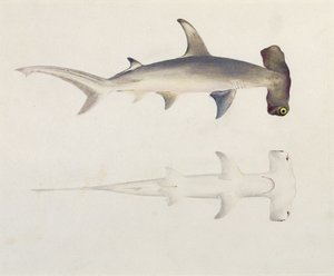 En hammerhovedet haj, Loheia, tidligere tilskrevet James Bruce (1730-94) (wc og gouache over grafit på papir)