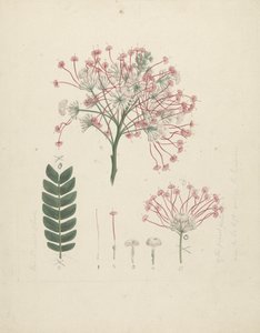 Albizia gummifera (J.F. Gmel.) C.A. Sm. (Gummy Albizia Tree): færdig tegning af blomstrende skudhoved med detaljer om blomsterstand, buketter og blade af Luigi Balugani
