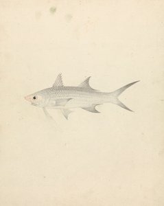 Binney: nummer et (en fisk) af Luigi Balugani