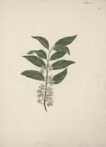Historien Edulis Forsk. (Khat): Færdig med at tegne af Luigi Balugani