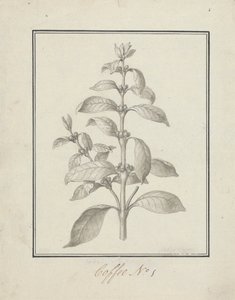 Coffea arabica L. (Arabica Coffee): færdig tegning af bladskud og bær