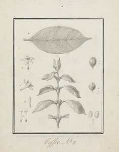 Coffea arabica L. (Arabica Coffee): færdig tegning af bladrige skud, med detaljer om blomster, blade og frugter af Luigi Balugani