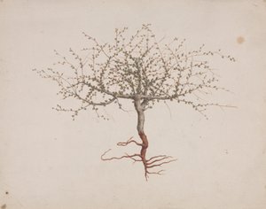 Commiphora gileadensis (L.) C. Chr. (Balm of Gilead, Opobalsam): færdig med at tegne, hvis træets vane (med rødder)