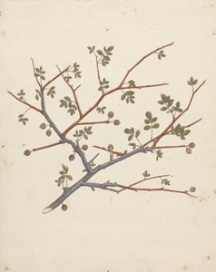 Commiphora gileadensis (L.) C. Chr. (Gileadbalsam, Opobalsam): færdig tegning af frugtgren