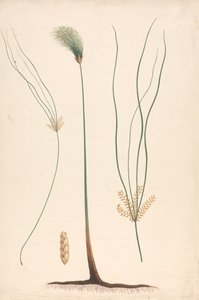 Cyperus papyrus L. (Papyrus Sedge): færdig tegning af damp og blomstrende hoved, med detaljer om blomsterstand til venstre og højre