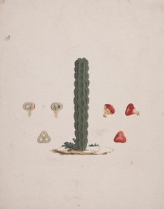 Euphorbia abyssinica J.F. Gmel. (Ethiopian Tree-Spurge): færdig tegning af enkelt stamme, med detaljer om hele og dissekerede frugter