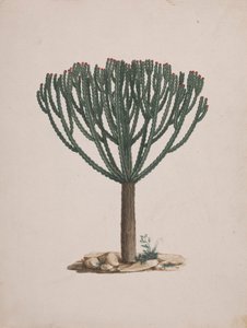 Euphorbia abyssinica J.F. Gmel. (Ethiopian Tree-Spurge): færdig tegning af træets vane