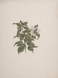 Jasminum dichotomum Vahl (afrikansk jasminum): færdig tegning af Luigi Balugani