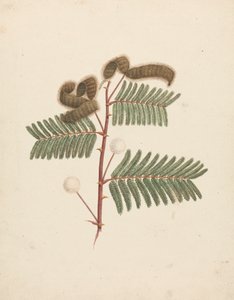 Mimosa pigra (L.): færdig tegning