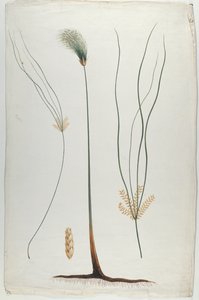 Papyrus (Plante og Roddetalje), efter James Abyssinian Bruce (1730-94) (wc over grafit på papir)