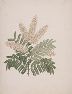 Pterolobium stellatum (Forssk): færdig tegning af Luigi Balugani